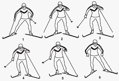 Рис.15. Попеременный коньковый ход со свободным скольжением