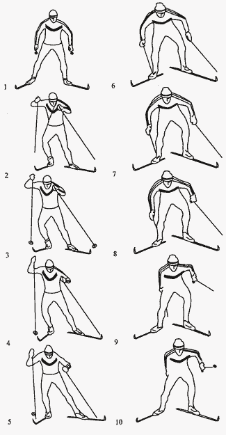 Рис.16. Одновременный двухшажный коньковый ход